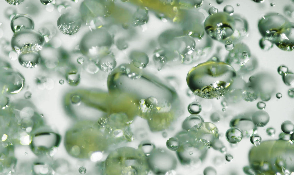 Narcissus Stem Cells