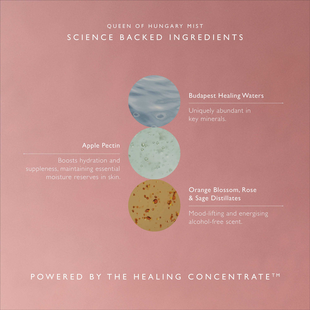 Queen of Hungary Mist Mini